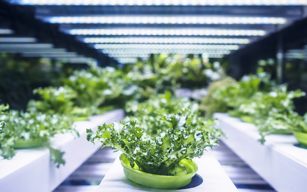 Grow Lights for Indoor Farming