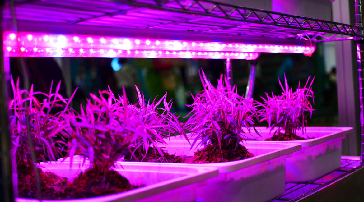 plant under LED grow light