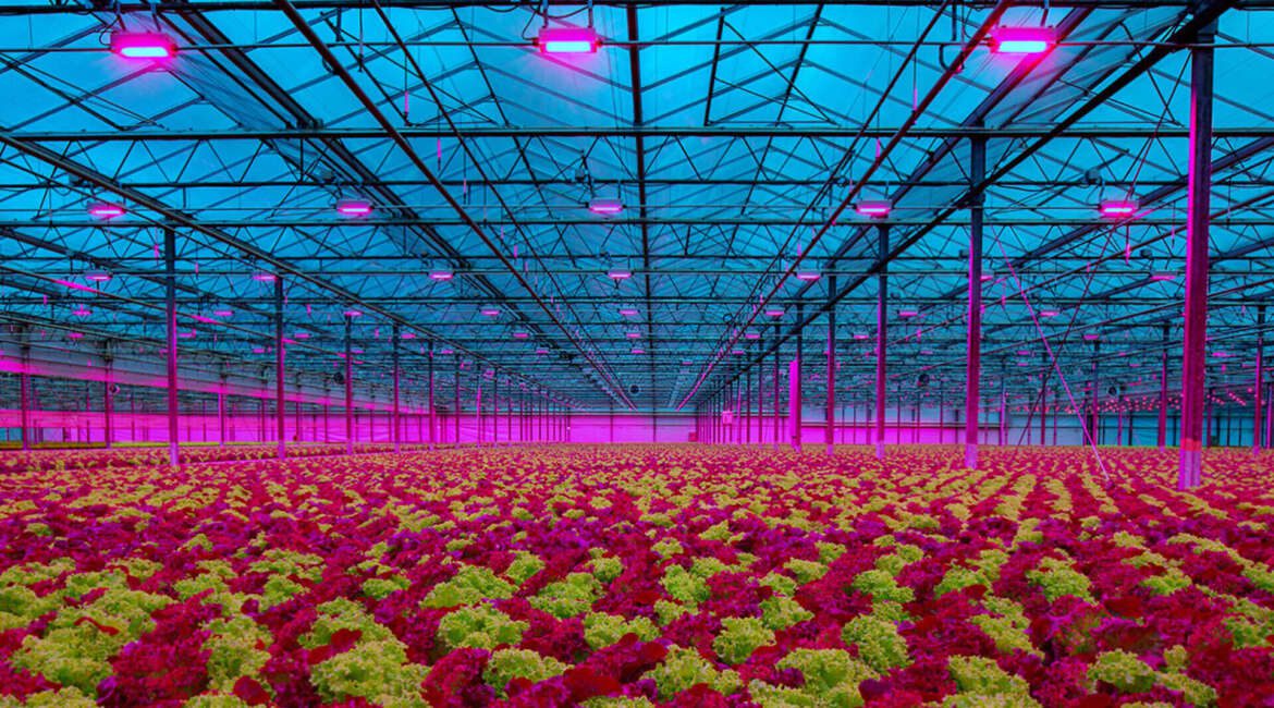 LEDs A Useful Source of Lighting for Plant Growth
