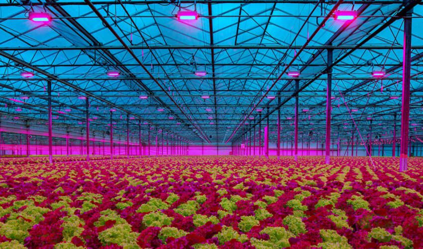 LEDs A Useful Source of Lighting for Plant Growth