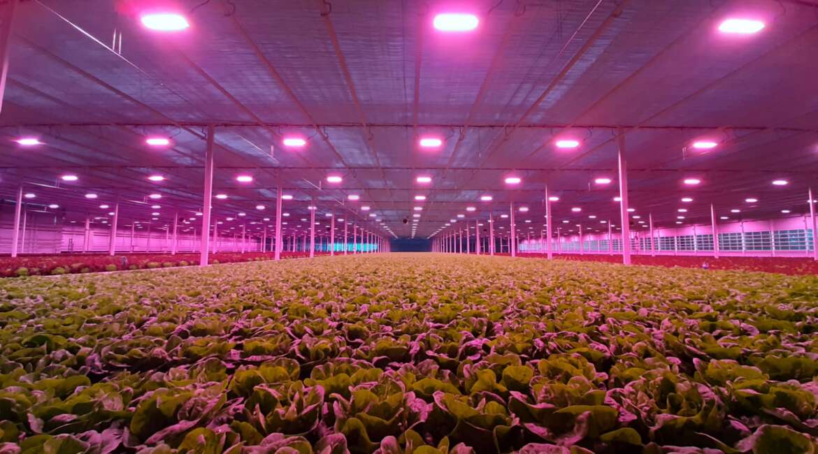 Effect of LEDs on post-harvest preservation.