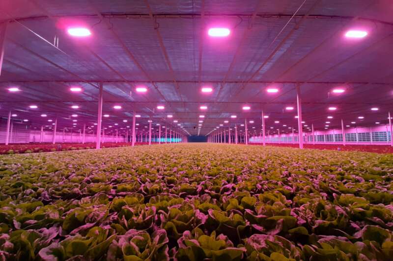 Effect of LEDs on Post-Harvest Preservation