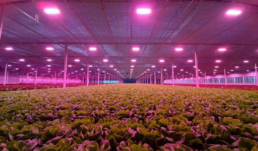 Effect of LEDs on post-harvest preservation.